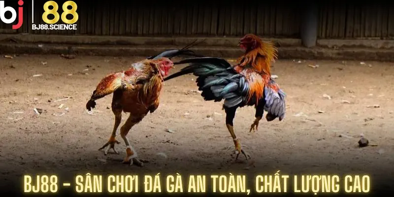 BJ88 - Sân chơi đá gà an toàn, chất lượng cao