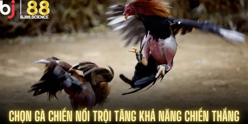 Chọn gà chiến nổi trội tăng khả năng chiến thắng