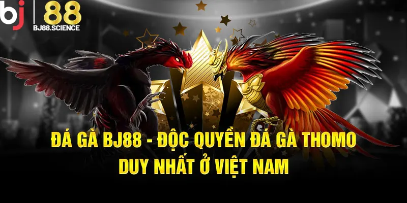 Đá gà BJ88 Thomo rất được yêu thích bởi sự chuyên nghiệp, đẳng cấp