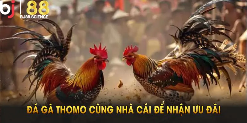 Tham gia đá gà Thomo cùng nhà cái để nhận ưu đãi