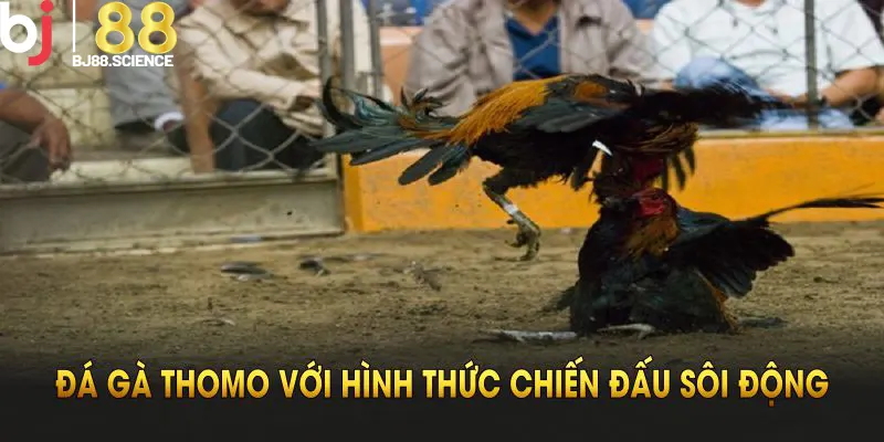 Đá gà Thomo có nhiều hình thức chiến đấu sôi động