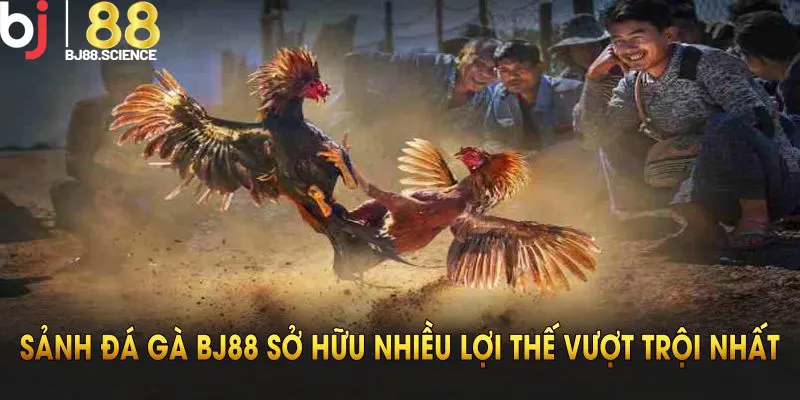 Sảnh đá gà BJ88 sở hữu nhiều lợi thế vượt trội nhất