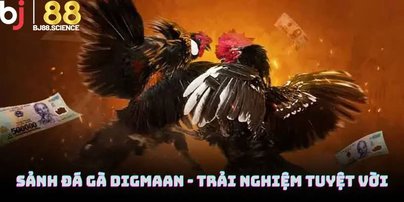 Sảnh đá gà Digmaan mang đến trải nghiệm tuyệt vời