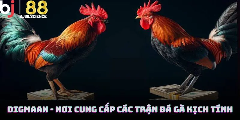 Sảnh Digmaan BJ88 - Nơi cung cấp các trận đá gà kịch tính