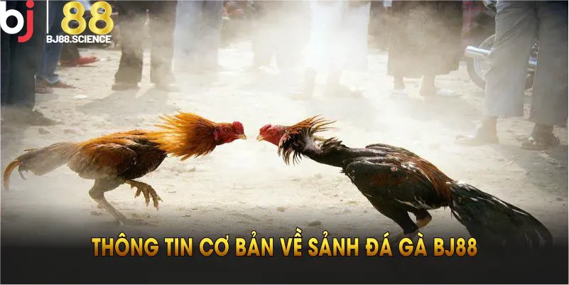 Những thông tin cơ bản về sảnh đá gà BJ88 bạn nên biết