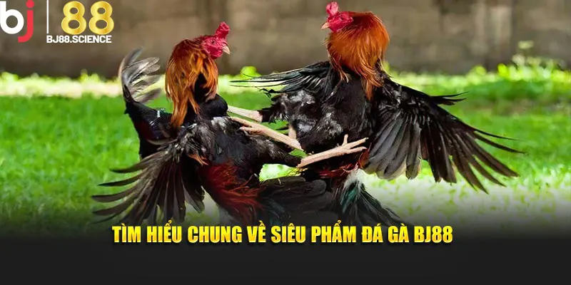 Tìm hiểu chung về siêu phẩm đá gà BJ88