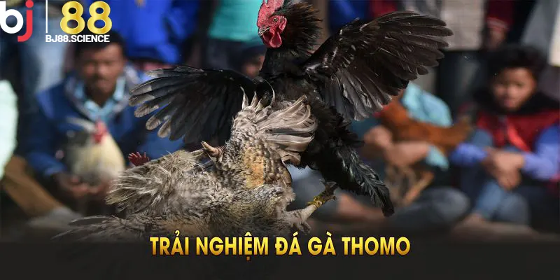 Trải nghiệm đá gà Thomo tại khu đấu thu hút sư kê